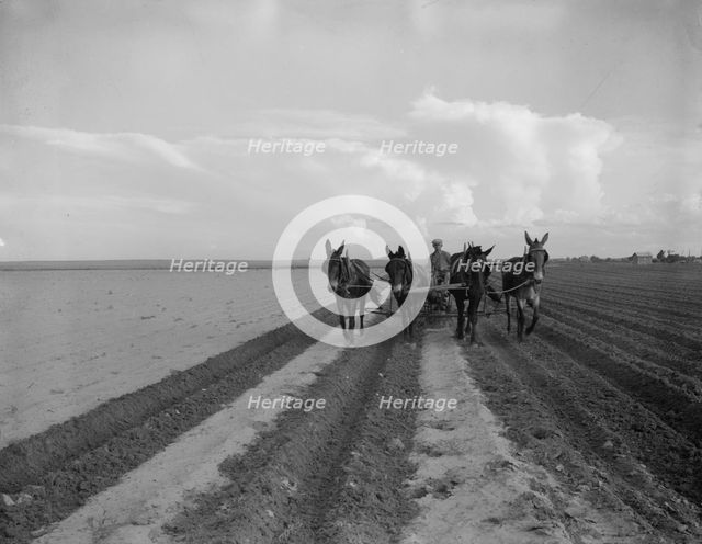West Texas farmer replanting cotton, near Stanton, Texas, 1937. Creator: Dorothea Lange.