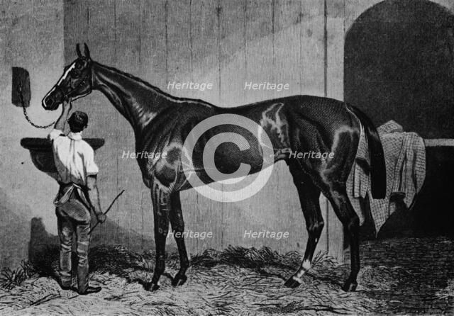 'West Australian', 1850-1870, (1911). Artist: Unknown.