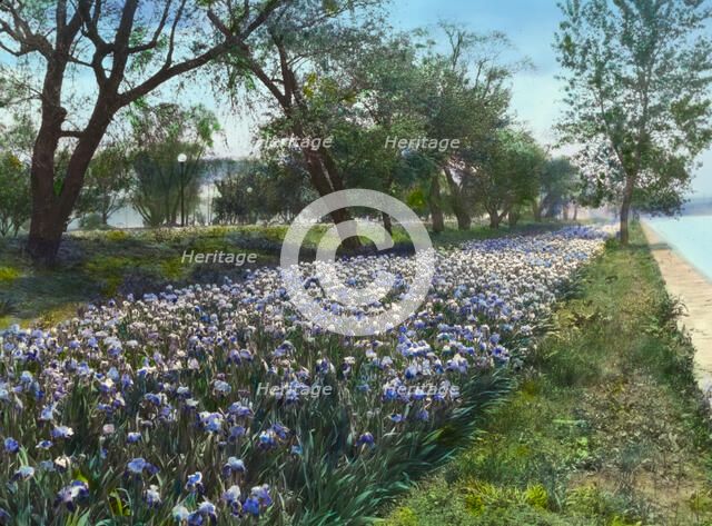 West Potomac Park, Washington, D.C., 1921. Creator: Frances Benjamin Johnston.