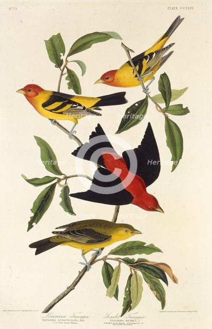Western tanager. Scarlet tanager. From "The Birds of America", 1827-1838. Creator: Audubon, John James (1785-1851).