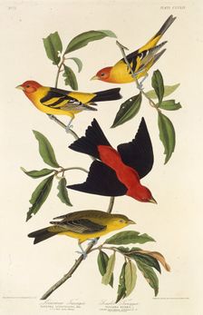 Western tanager. Scarlet tanager. From "The Birds of America", 1827-1838. Creator: Audubon, John James (1785-1851)