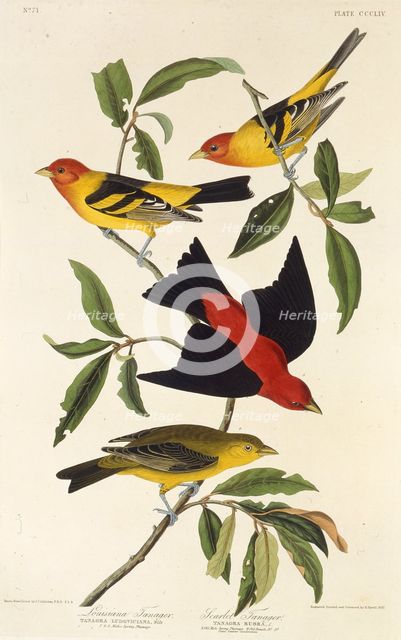 Western tanager. Scarlet tanager. From "The Birds of America", 1827-1838. Creator: Audubon, John James (1785-1851).