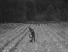 Western Washington, Grays Harbor County, northeast of Elma, 1939. Creator: Dorothea Lange