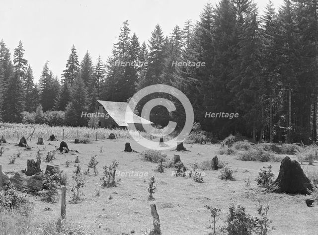 Western Washington stock farm, Lewis County, Washington, 1939. Creator: Dorothea Lange.