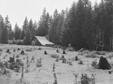 Western Washington stock farm, Lewis County, Washington, 1939. Creator: Dorothea Lange