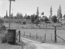 Western Washington stump farm, near Vader, Lewis County, Washington, 1939. Creator: Dorothea Lange