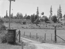 Western Washington stump farm, near Vader, Lewis County, Washington, 1939. Creator: Dorothea Lange