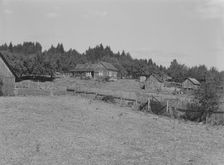 Western Washington subsistence farm, whittled out of the..., Grays Harbor County, Washington, 1939. Creator: Dorothea Lange