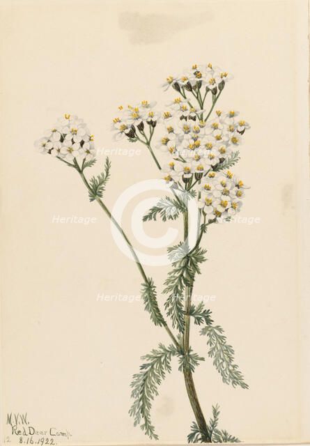 Western Yarrow (Achillea lanulosa), 1922. Creator: Mary Vaux Walcott.