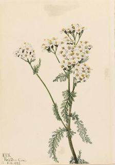 Western Yarrow (Achillea lanulosa), 1922. Creator: Mary Vaux Walcott