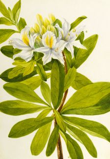 Western Azalea (Rhododendron occidentale), n.d. Creator: Mary Vaux Walcott