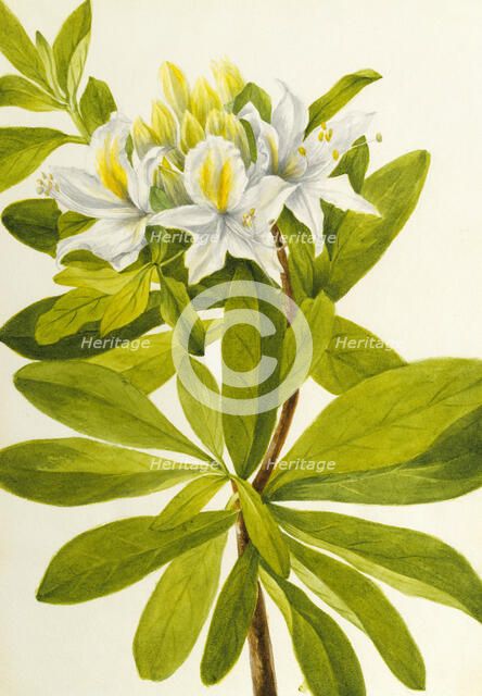 Western Azalea (Rhododendron occidentale), n.d. Creator: Mary Vaux Walcott.