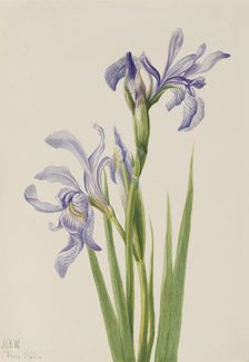 Western Blue Flag (Iris missouriensis), 1933. Creator: Mary Vaux Walcott