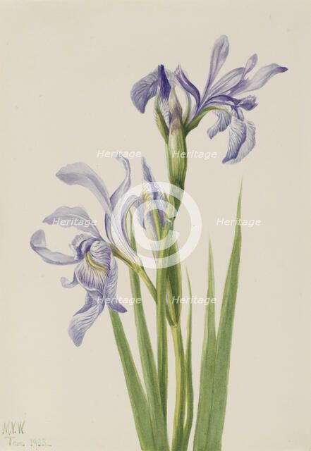 Western Blue Flag (Iris missouriensis), 1933. Creator: Mary Vaux Walcott.