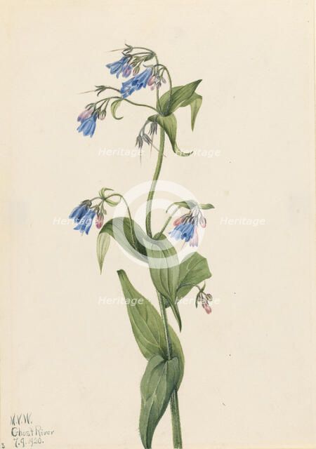 Western Bluebells (Mertensia paniculata), 1920. Creator: Mary Vaux Walcott.