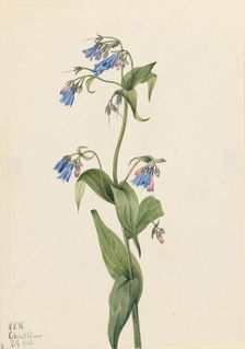 Western Bluebells (Mertensia paniculata), 1920. Creator: Mary Vaux Walcott