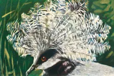 Western crowned pigeon, c1928. Creator: Unknown