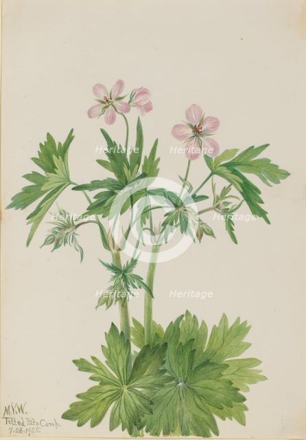 Western Cranesbill (Geranium viscosissimum), 1925. Creator: Mary Vaux Walcott.
