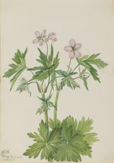 Western Cranesbill (Geranium viscosissimum), 1925. Creator: Mary Vaux Walcott