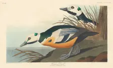 Western Duck, 1838. Creator: Robert Havell