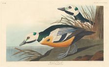 Western Duck, 1838. Creator: Robert Havell