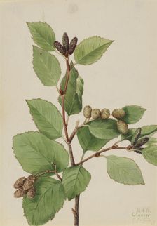 Western Green Alder (Alnus sinuata), 1922. Creator: Mary Vaux Walcott