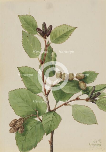 Western Green Alder (Alnus sinuata), 1922. Creator: Mary Vaux Walcott.