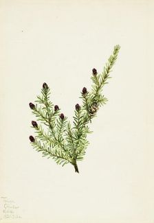 Western Hemlock (Tsuga heterophylla), 1924. Creator: Mary Vaux Walcott