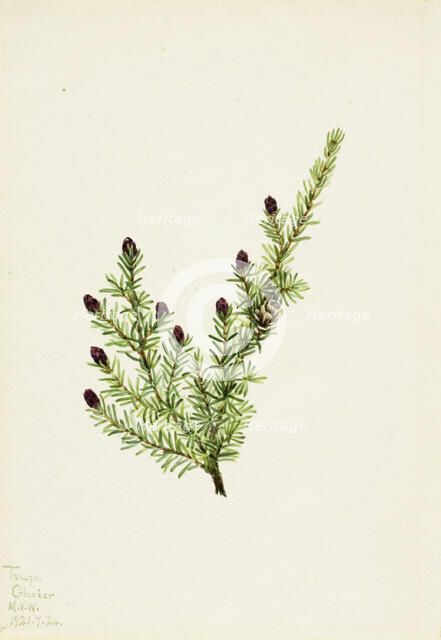Western Hemlock (Tsuga heterophylla), 1924. Creator: Mary Vaux Walcott.