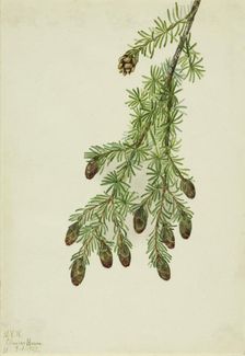 Western Hemlock (Tsuga heterophylla), 1923. Creator: Mary Vaux Walcott