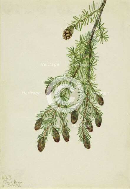 Western Hemlock (Tsuga heterophylla), 1923. Creator: Mary Vaux Walcott.