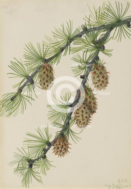 Western Larch (Larix occidentalis), 1923. Creator: Mary Vaux Walcott.