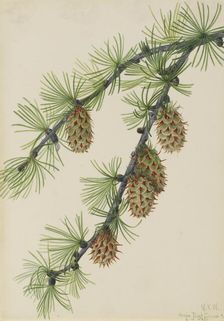 Western Larch (Larix occidentalis), 1923. Creator: Mary Vaux Walcott