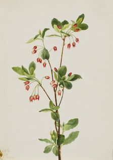 Western Menziesia (Menziesia glabella), 1924. Creator: Mary Vaux Walcott