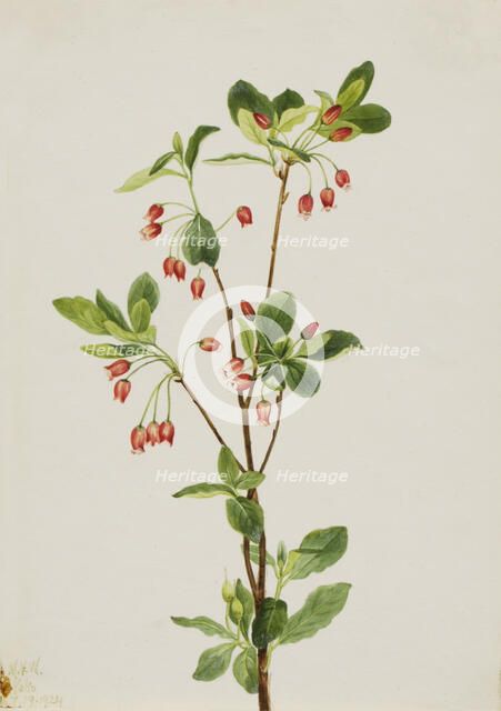 Western Menziesia (Menziesia glabella), 1924. Creator: Mary Vaux Walcott.