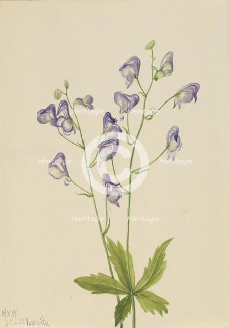 Western Monkshood (Aconitum columbianum), 1933. Creator: Mary Vaux Walcott.