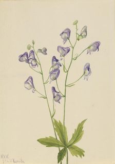 Western Monkshood (Aconitum columbianum), 1933. Creator: Mary Vaux Walcott