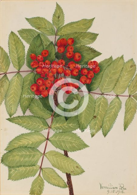 Western Mountain Ash (Sorbus sambucifolia), 1918. Creator: Mary Vaux Walcott.