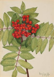 Western Mountain Ash (Sorbus sambucifolia), 1918. Creator: Mary Vaux Walcott