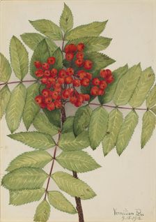 Western Mountain Ash (Sorbus sambucifolia), 1918. Creator: Mary Vaux Walcott