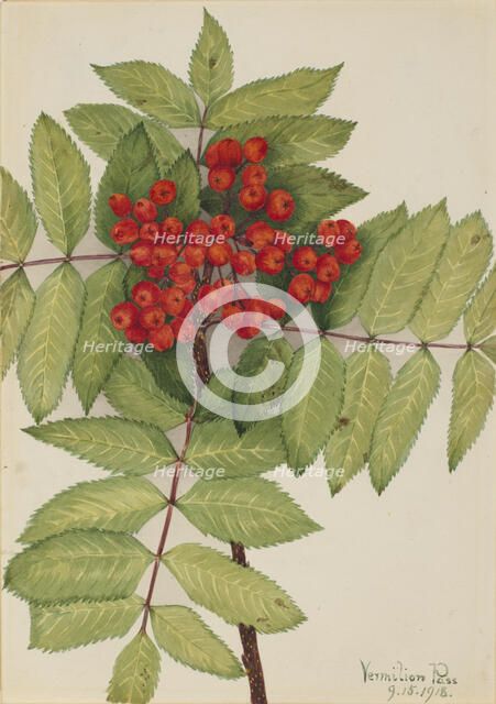 Western Mountain Ash (Sorbus sambucifolia), 1918. Creator: Mary Vaux Walcott.