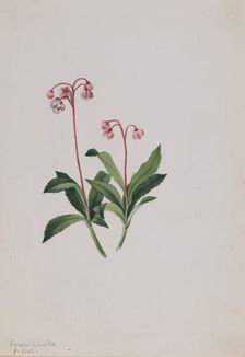 Western Pipsissewa (Chimaphila umbellata), 1902. Creator: Mary Vaux Walcott
