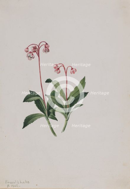 Western Pipsissewa (Chimaphila umbellata), 1902. Creator: Mary Vaux Walcott.