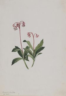Western Pipsissewa (Chimaphila umbellata), 1902. Creator: Mary Vaux Walcott