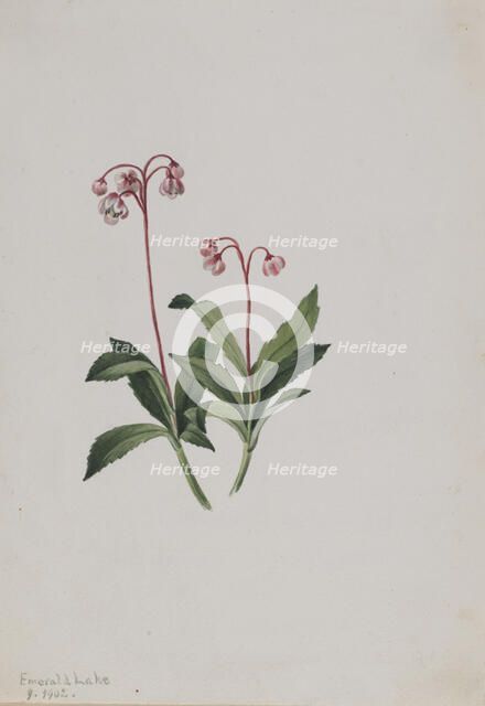 Western Pipsissewa (Chimaphila umbellata), 1902. Creator: Mary Vaux Walcott.