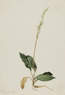 Western Rattlesnake Plantain (Peranium decipiens), 1905. Creator: Mary Vaux Walcott