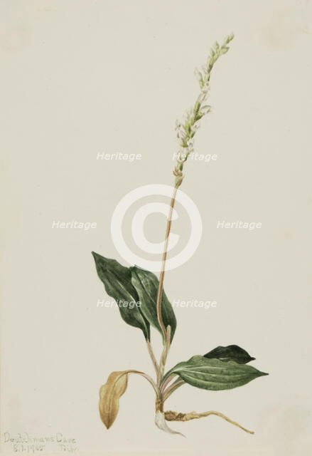 Western Rattlesnake Plantain (Peranium decipiens), 1905. Creator: Mary Vaux Walcott.