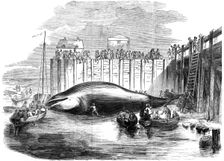 Whale captured in the Thames, Grays, Essex, 19th century