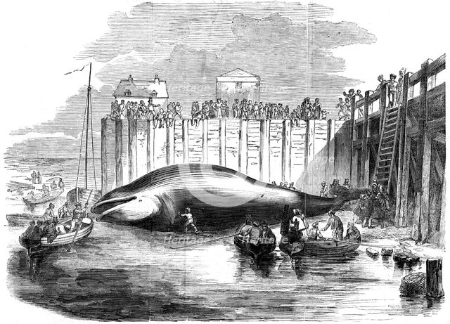 Whale captured in the Thames, Grays, Essex, 19th century. Artist: Unknown