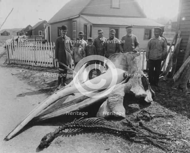 Whale head, between c1900 and 1927. Creator: Unknown.